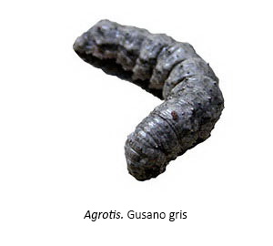 Agrotis Gusano gris