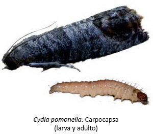 Cydia pomonella - Carpocapsa (larva y adulto)