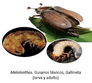 Melolonthas - Gusanos blancos, Gallineta (larva y adulto)