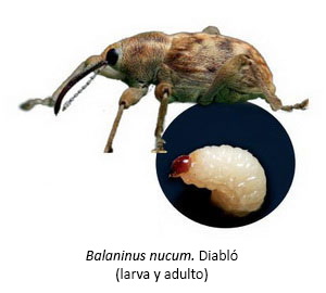 Balaninus nucum - Diabló (larva y adulto)