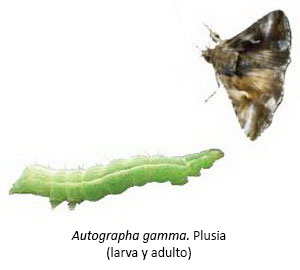 Aurographa gamma - Plusia (larva y adulto)