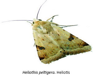Heliothis peltigera - Heliotis