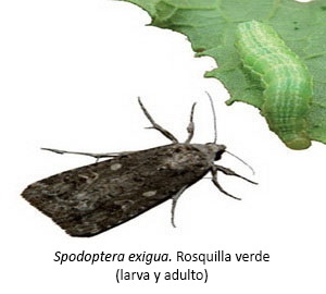 Spodoptera exigua - Rosquilla verde (larva y adulto)