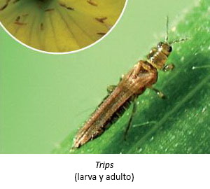 Trips (larva y adulto)